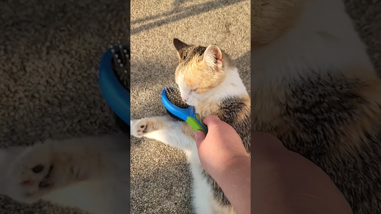 Manx grooms self#youtubeshorts#manxcat #ytreels#catscatscats#catsoftiktok#catshorts #petsofinstagram