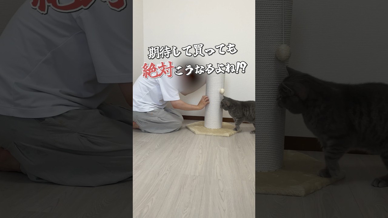 期待してもこうなる運命　#Shorts #cat #猫が好き #猫グッズ  #ねこ #スコティッシュフォールド #猫のいる風景 #猫好きさんと繋がりたい #猫 #ブリティッシュショートヘア