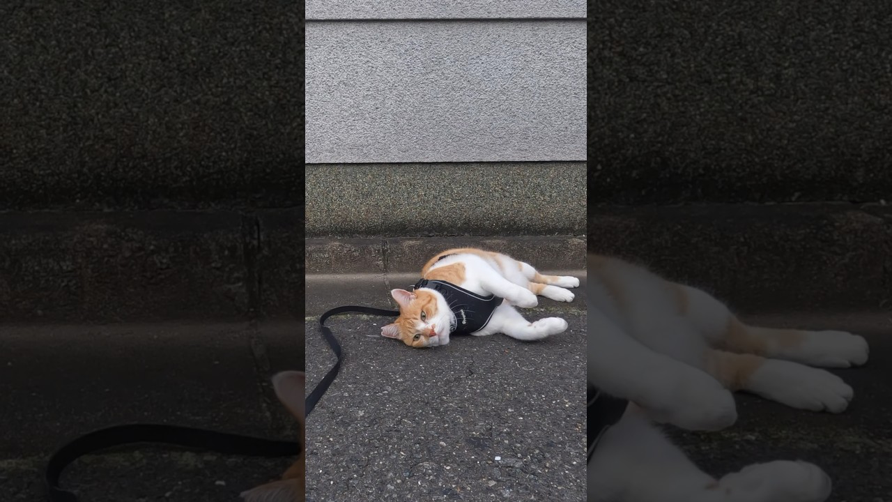 道路のザラザラが大好物な猫 #元野良猫チャチャ #猫武将 #ねこ #ネコ #cat #チャチャ