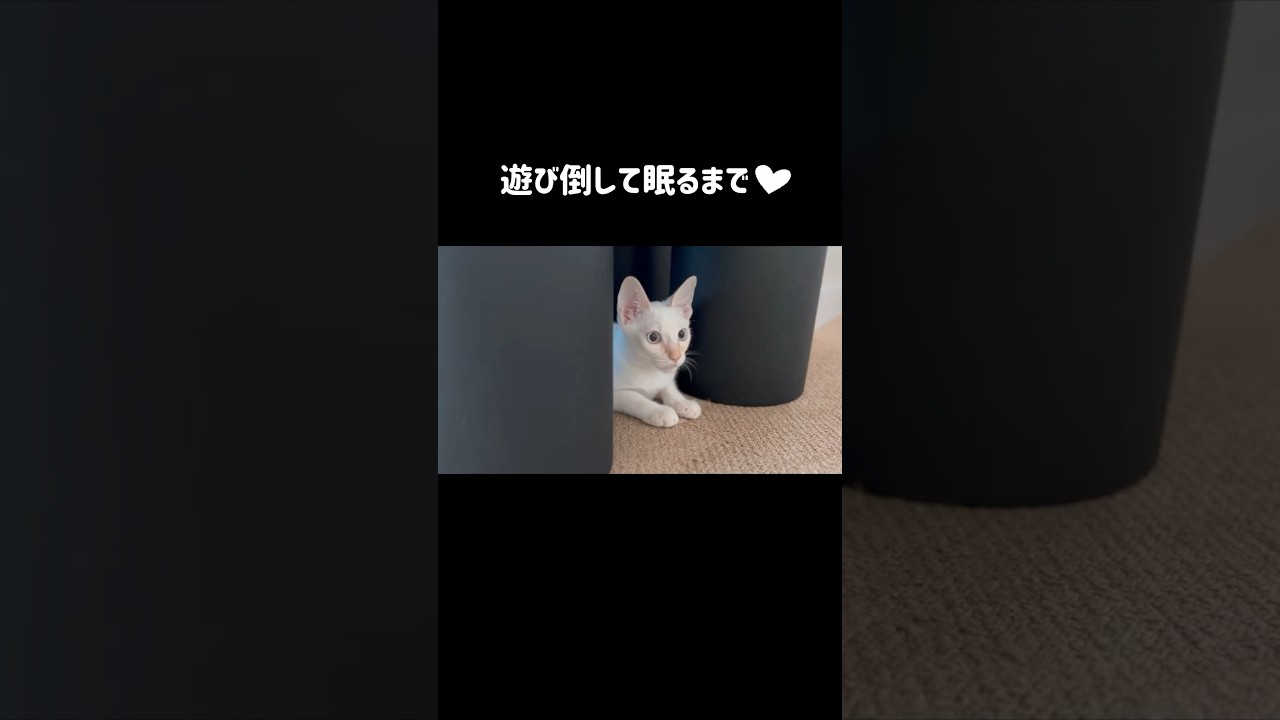 犬にベッタリな子猫　#ねこ #癒し