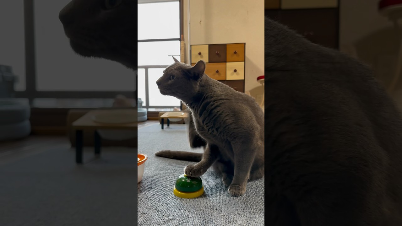 【ロシアンブルー】めろんテキトーな⁇今朝のベル押し🛎️🫢【猫】#shorts