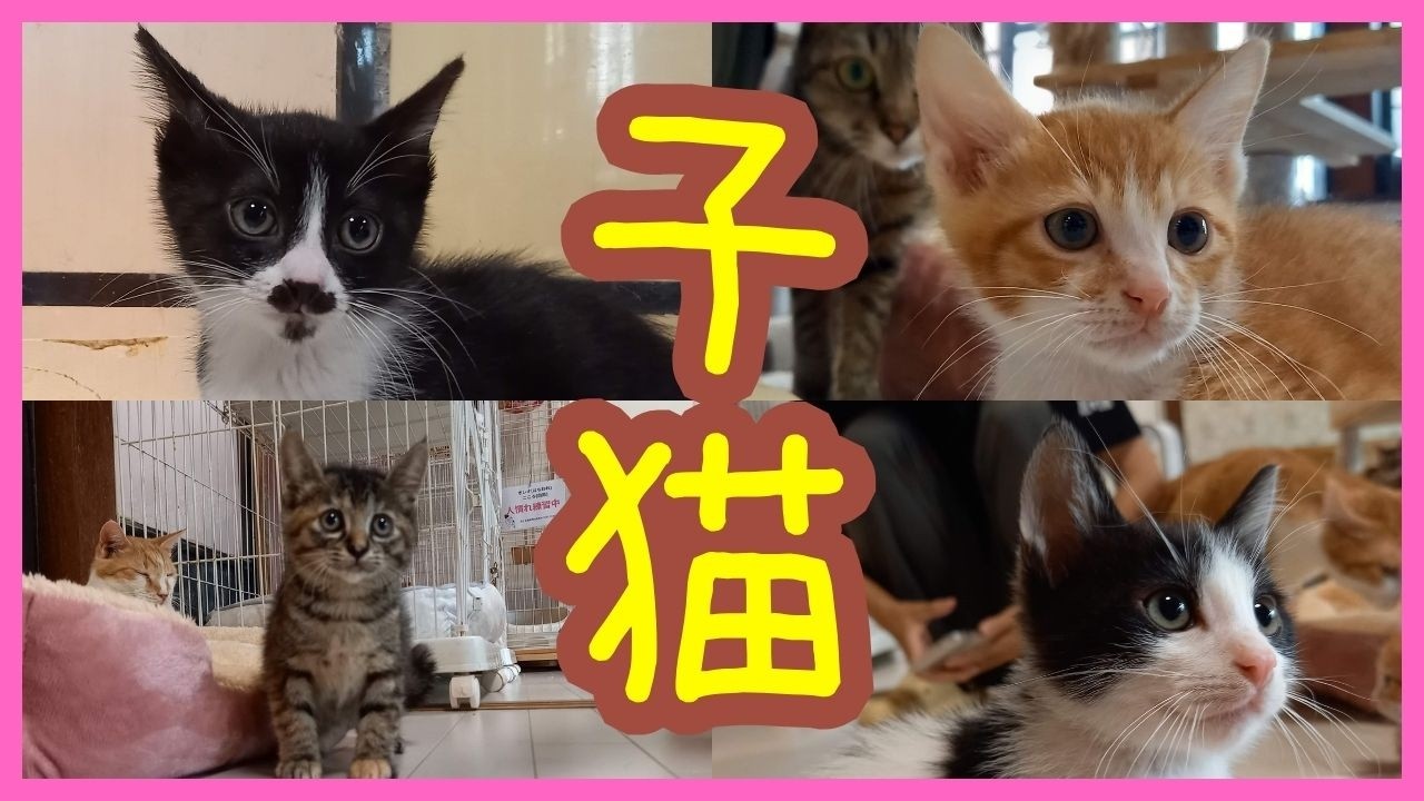子猫ちゃん４匹、保護猫カフェデビュー！等々！【ボランティアスタッフあやかの１日#12】