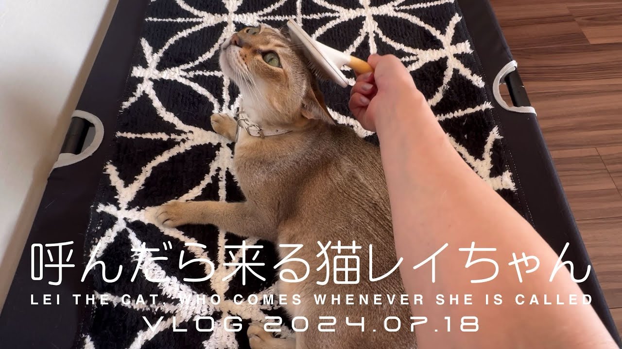 【シンガプーラ】呼んだら来る猫レイちゃん VLOG 2024.07.18 | Lei the cat, who comes whenever she is called