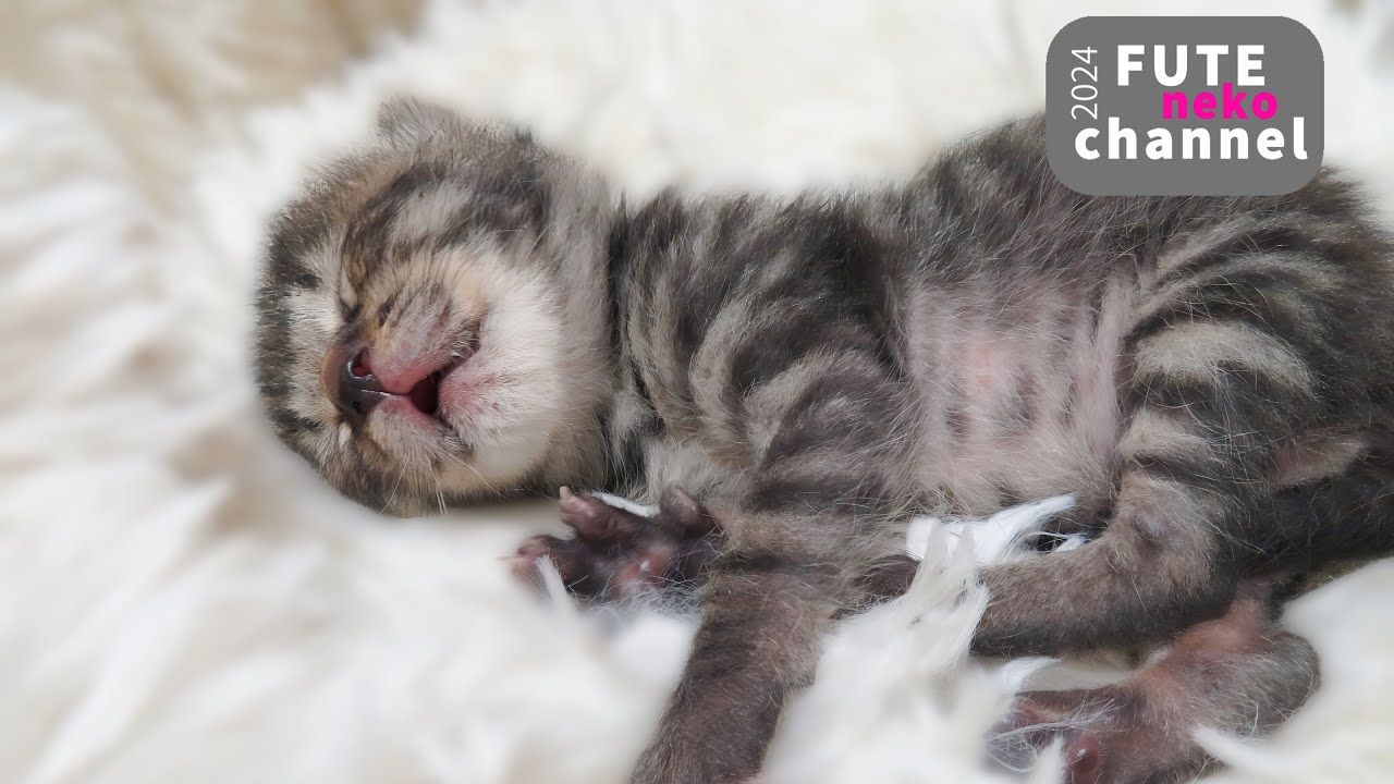 可愛いを垂れ流す子猫【保護子猫】