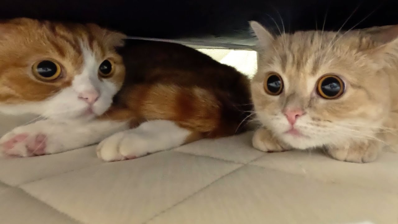 花火にびっくりした猫たち