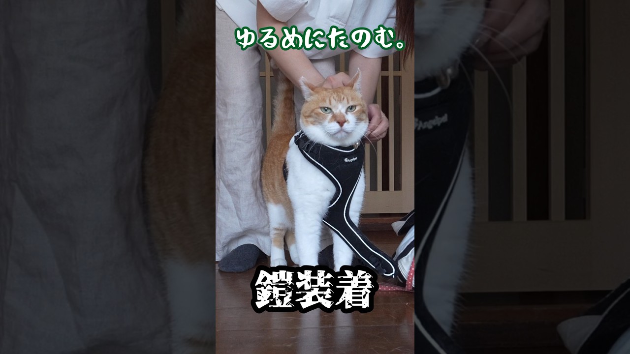 この後ハミガキされます‥ #元野良猫チャチャ #ねこ #ネコ #猫武将 #猫 #cat #猫侍 #チャチャ