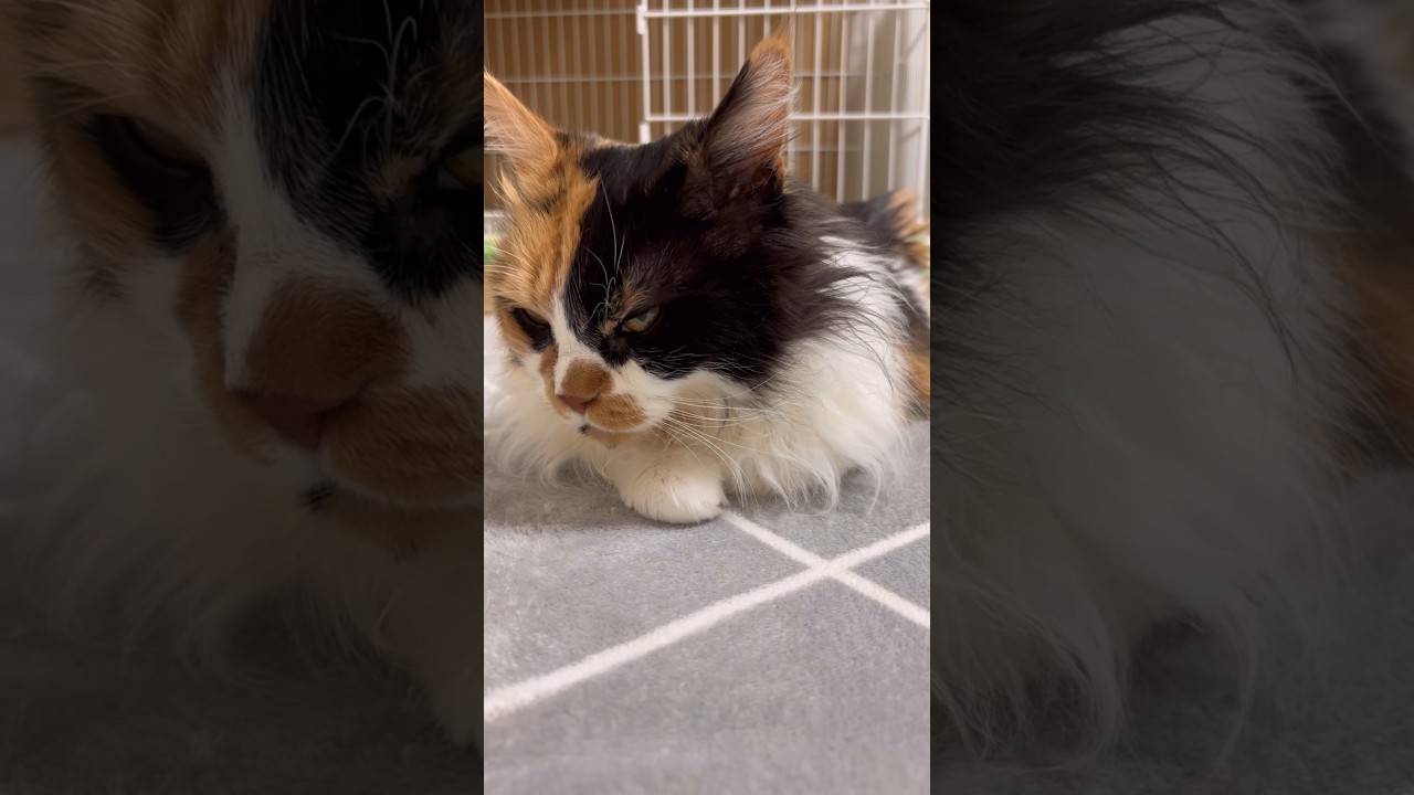 ニャンニャン♪おやつまだですかー？ #メインクーン #きじとら