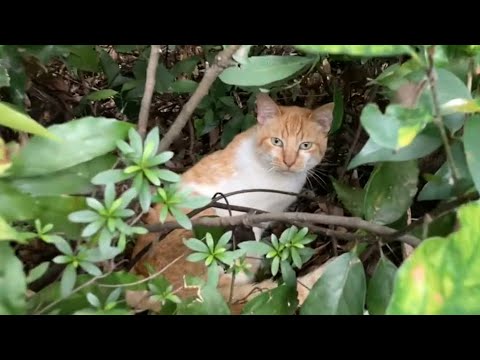 いなくなってた茶トラ猫を痩せた姿で発見