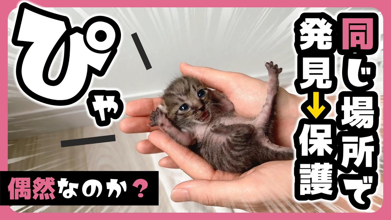 【偶然？！】「ぴゃ！」ひとりっ子猫に兄弟が合流しました【保護猫生活9日目】