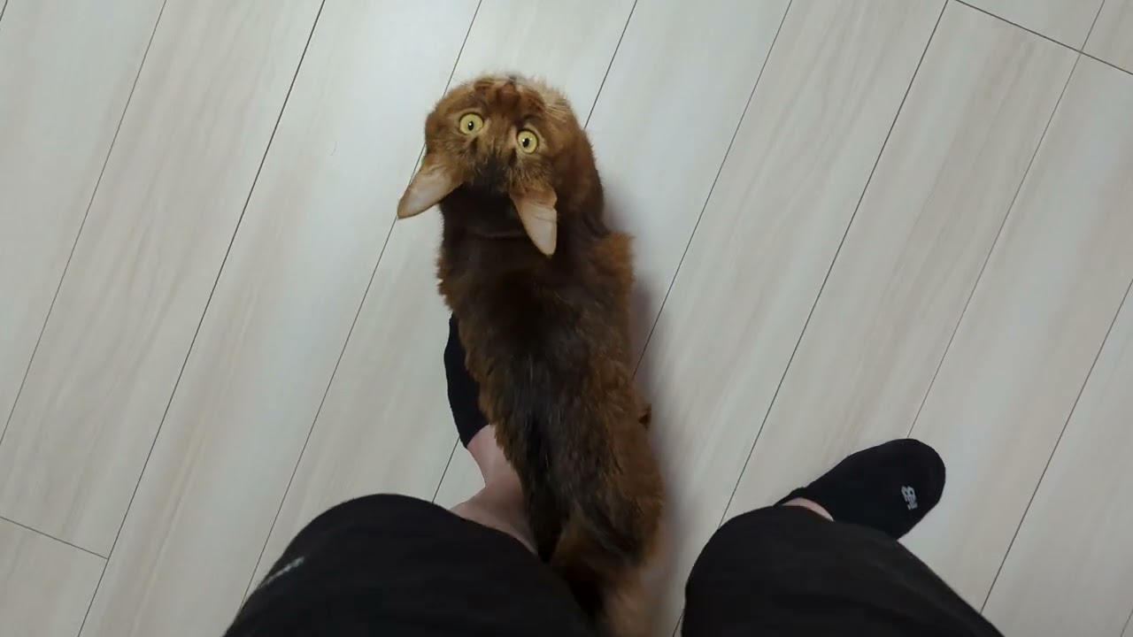 【912日目】撫でなさい #ソマリ #cat