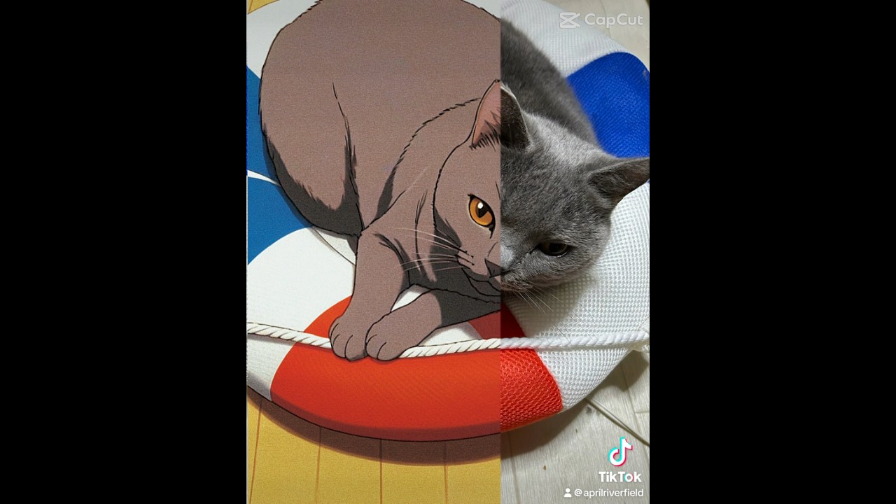 ジブリになる猫                    #cat #シャルトリュー #catlover #にゃん #にゃんこ #丸猫 #猫 #ねこ