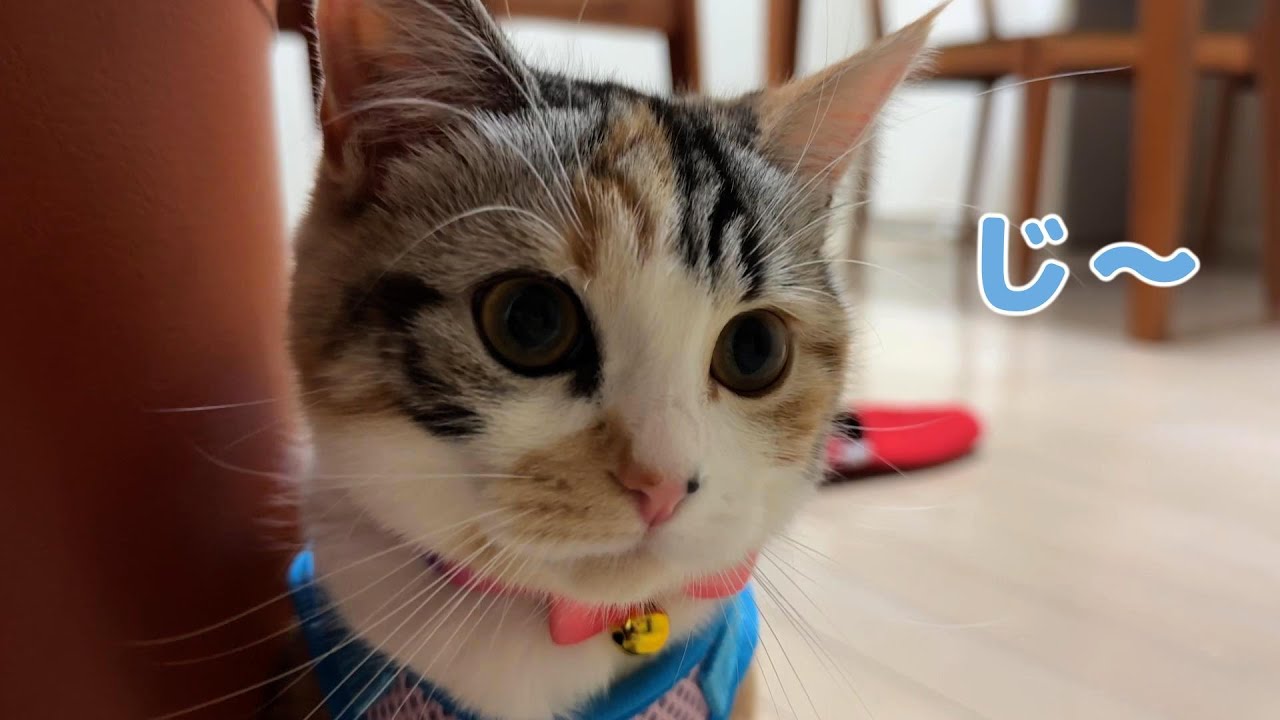 お母さん　これ何〜　お届け物に興味津々な猫