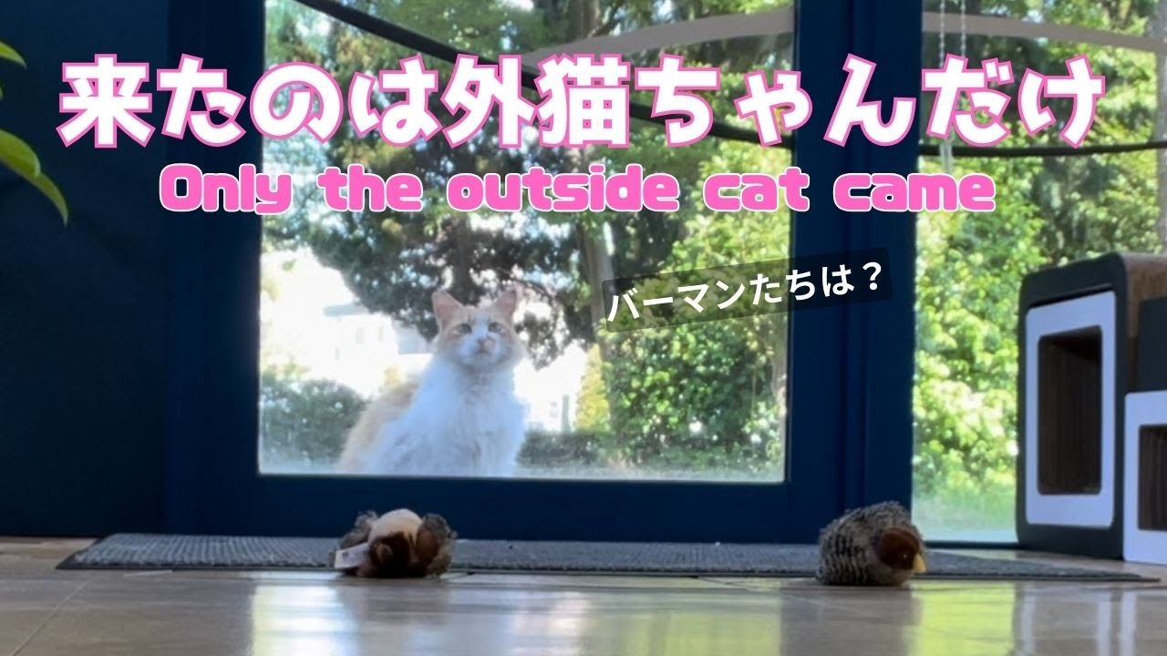 バーマン猫ミカ【来たのは外猫ちゃんだけ】Only the outside cat came（バーマン猫）Birman/Cat