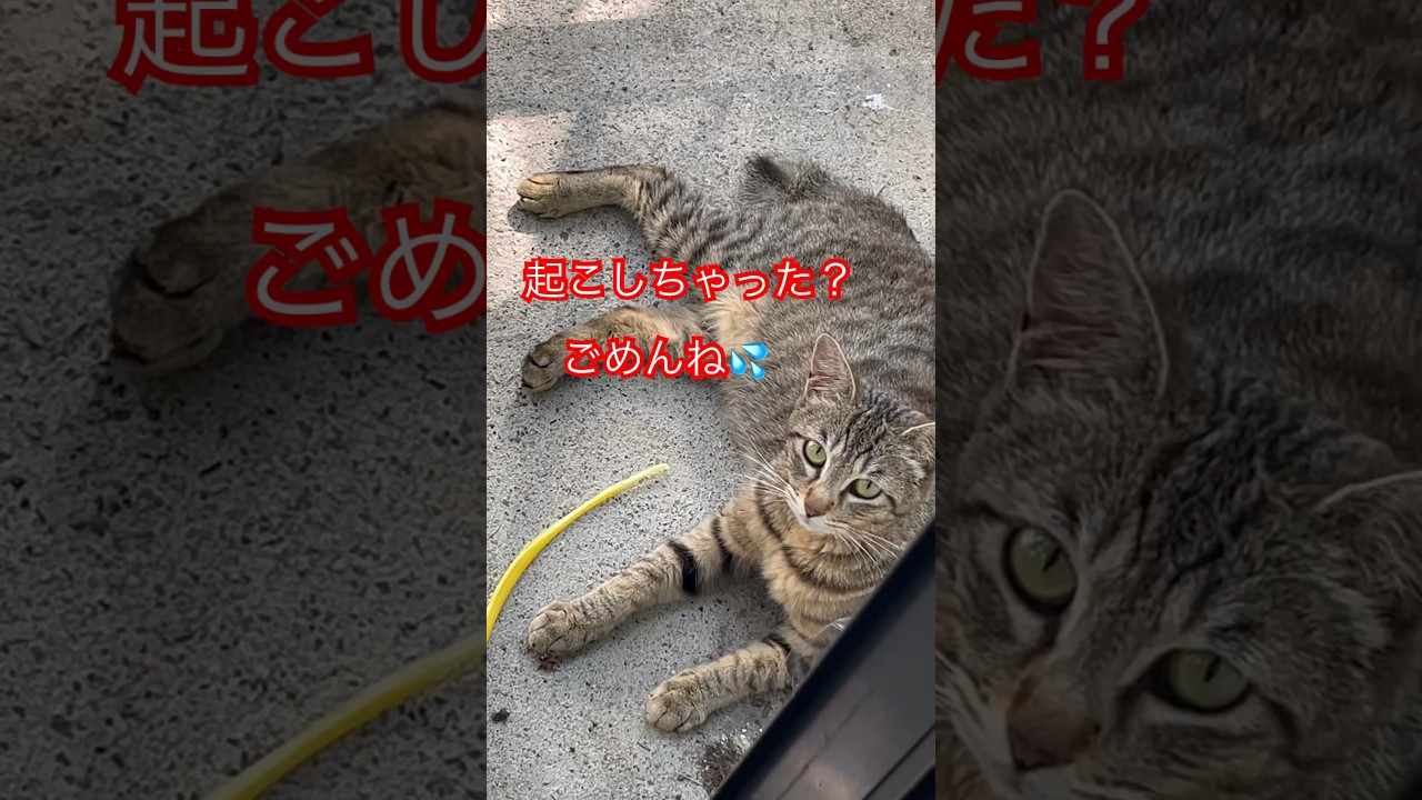 起こしちゃってごめん🙇#short#shorts#japan#cat#cats#日本猫#ねこ#猫#野良猫#猫のいる暮らし#癒し#zoo#おすすめ#日本