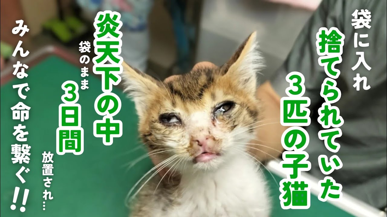 【子猫遺棄】袋に入れ捨てられていた３匹の子猫を保護しました