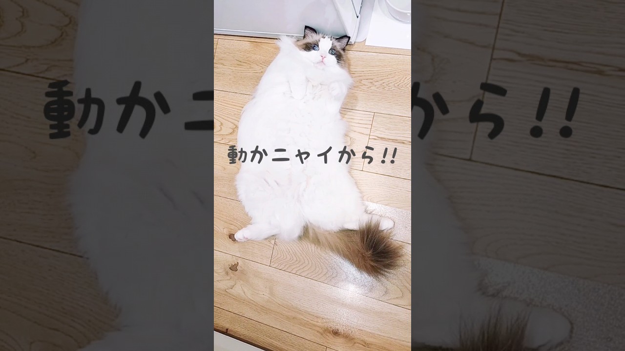 モフられ待ち♡ #cat #ragdoll #ねこ #ラグドール #ragdollcat #猫のいる暮らし