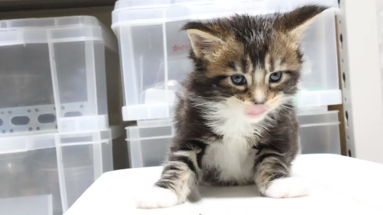 明日生後1ヶ月メインクーン子猫いとちゃん