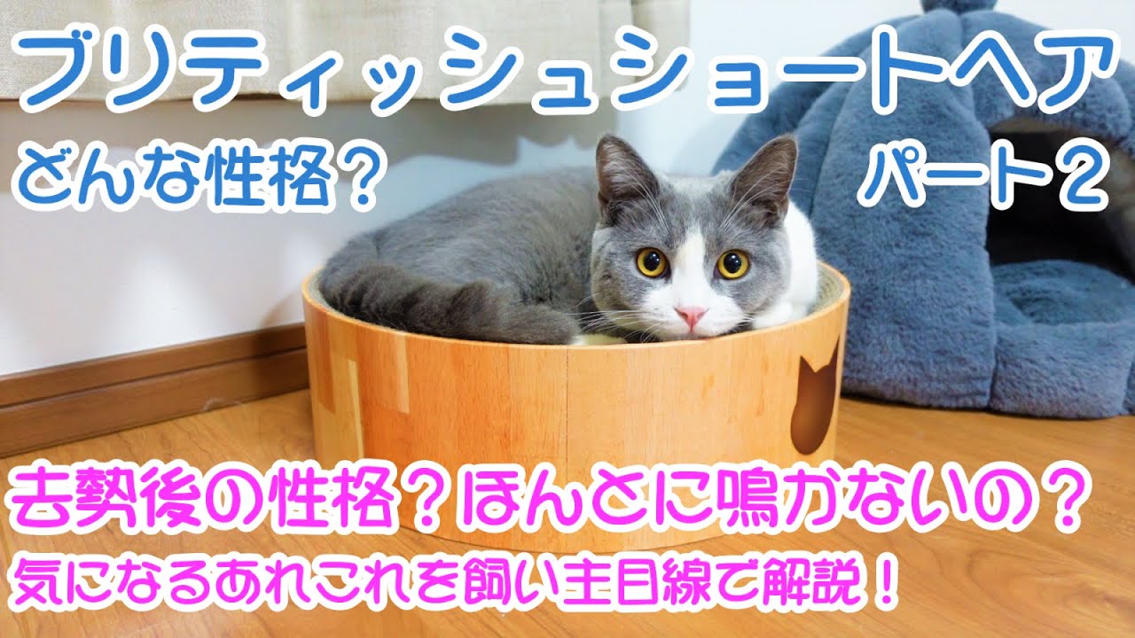 【part2】ブリティッシュショートヘアの性格特徴を子猫ざぶで紹介した動画です！