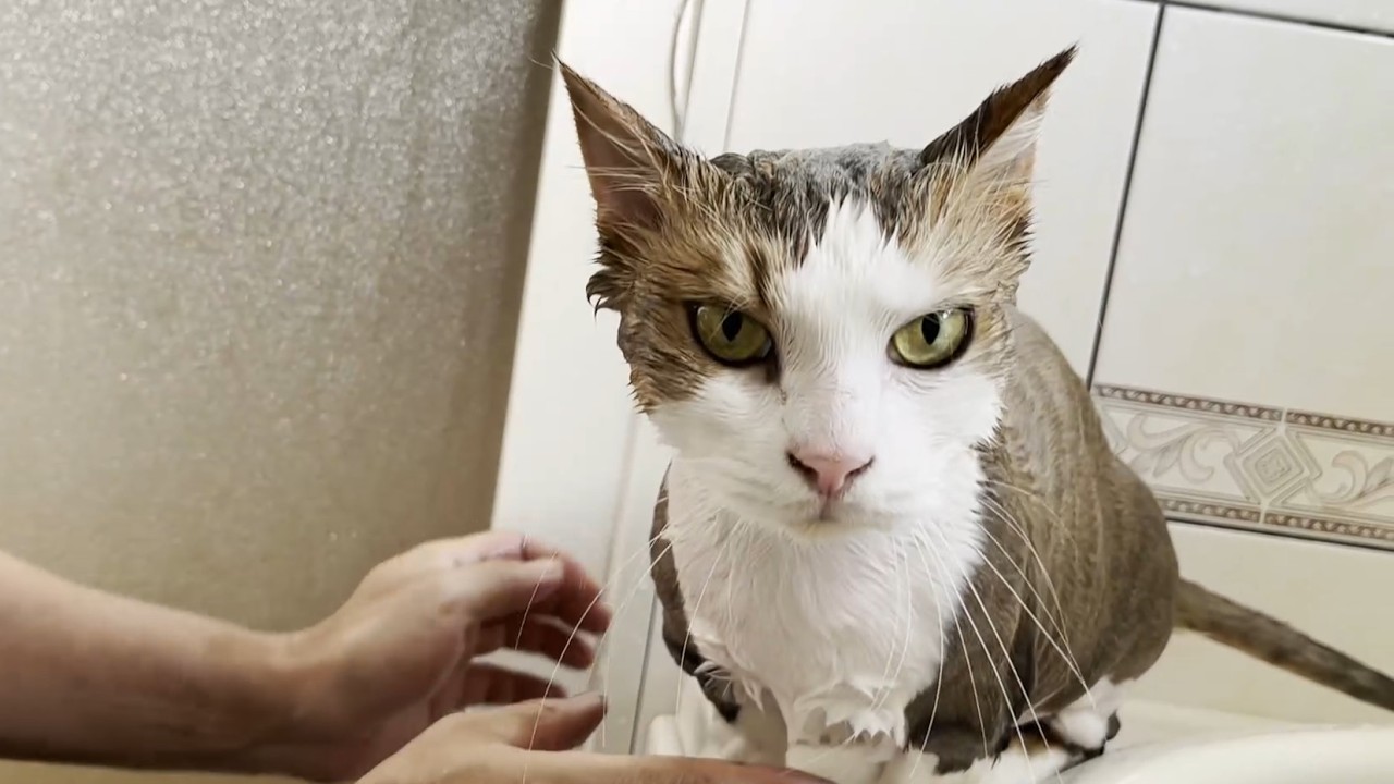 お風呂で子猫みたいに小さくなった猫
