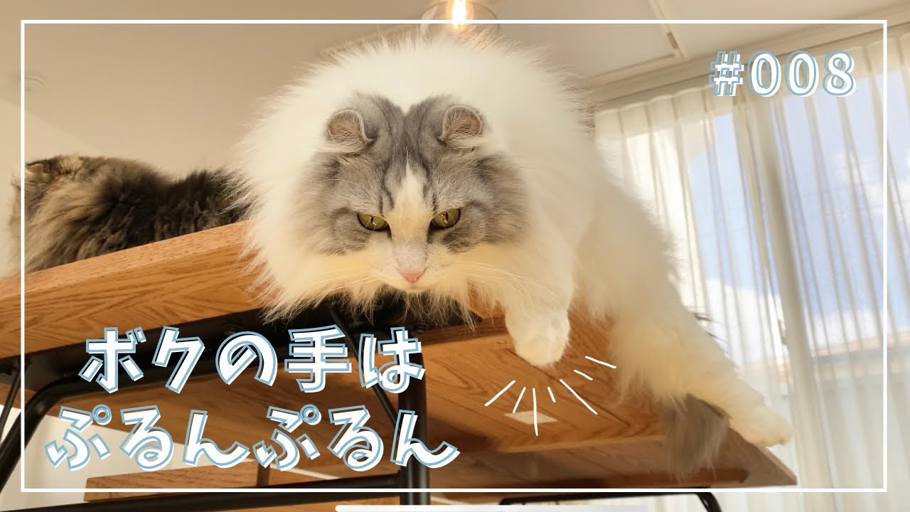 【アメリカンカール】手がぷるんぷるんしちゃう猫
