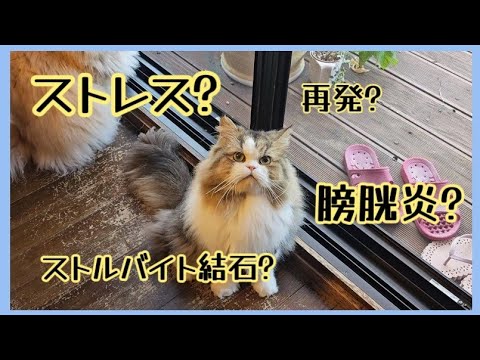 【ストルバイト結石】が再発したかもしれません😢 急いで病院に連れていきました(;´д｀)