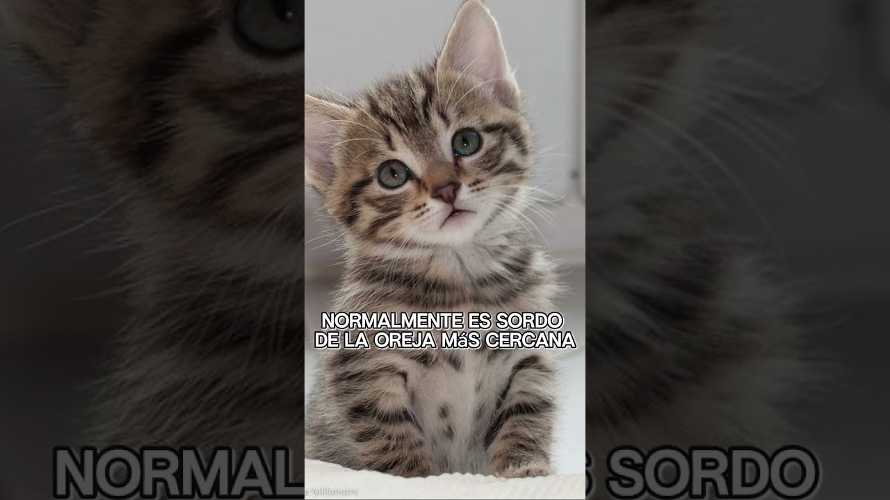 Curiosidades de los gatos