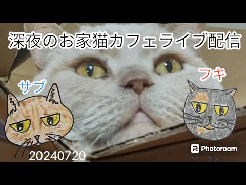 深夜のお家猫カフェライブ配信　１２０