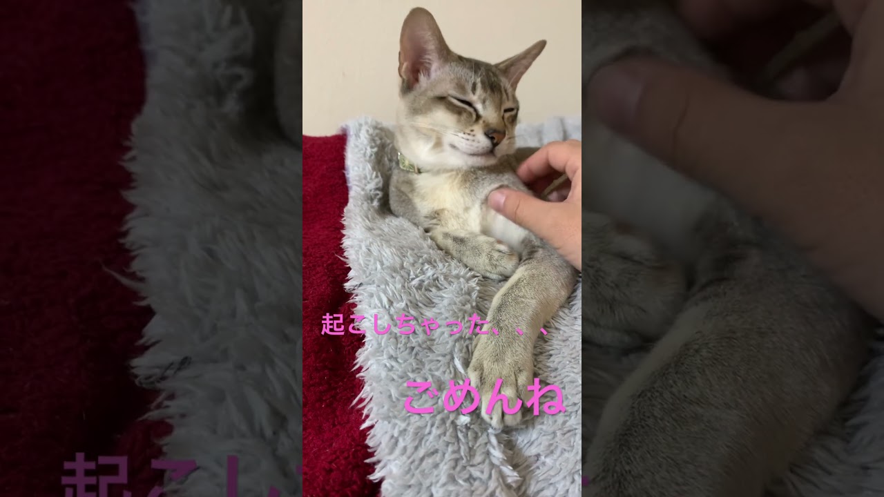 起こしちゃったかな。 #シンガプーラ