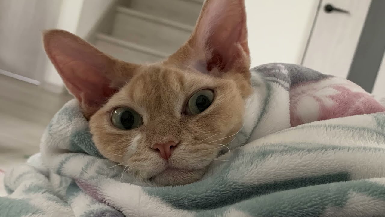 デボンレックス兄弟の最近のかわいい写真をまとめました(A collection of recent photos of Devon Rex brothers)