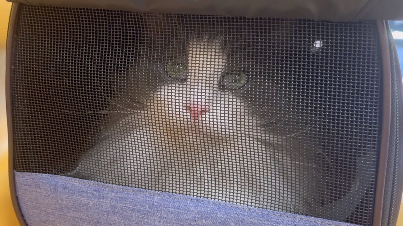 【スッキリ】ノルウェージャンフォレストキャットのシャールくん、スッキリしに病院へ行ってきました。