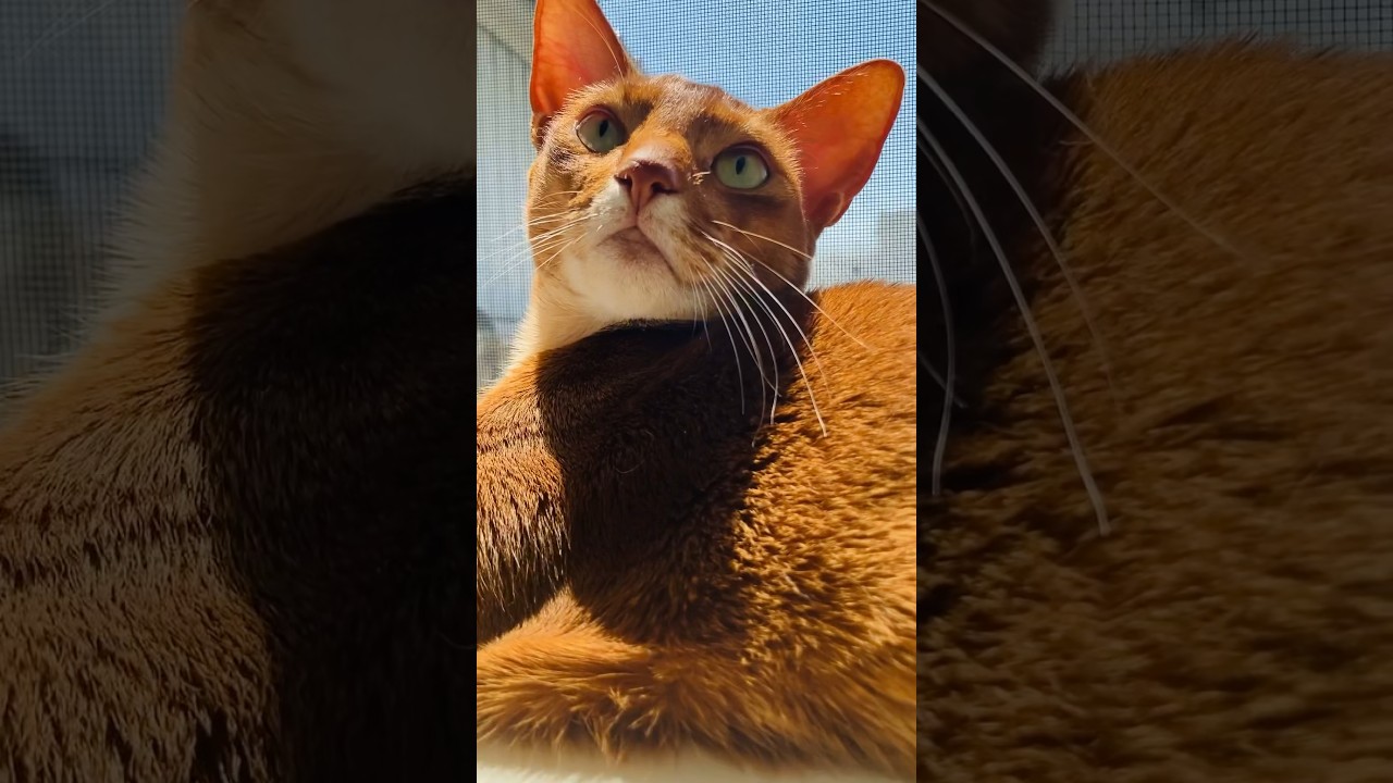 カーテンの向こう側#猫#こころ#いぶりん#アビシニアン#レッド#フォーン#カーテン#curtain#cat#abyssinian#red#fawn