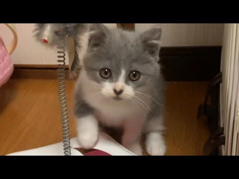 ハチワレちゃんをお迎えしました【ブリティッシュショートヘアの子猫】