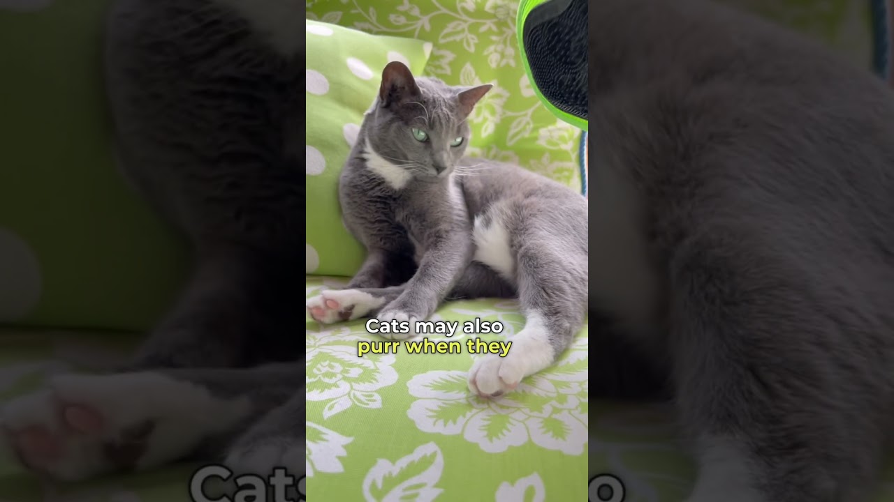 Have you ever wondered how long a cat can purr ? #cat #catlover #shorts
