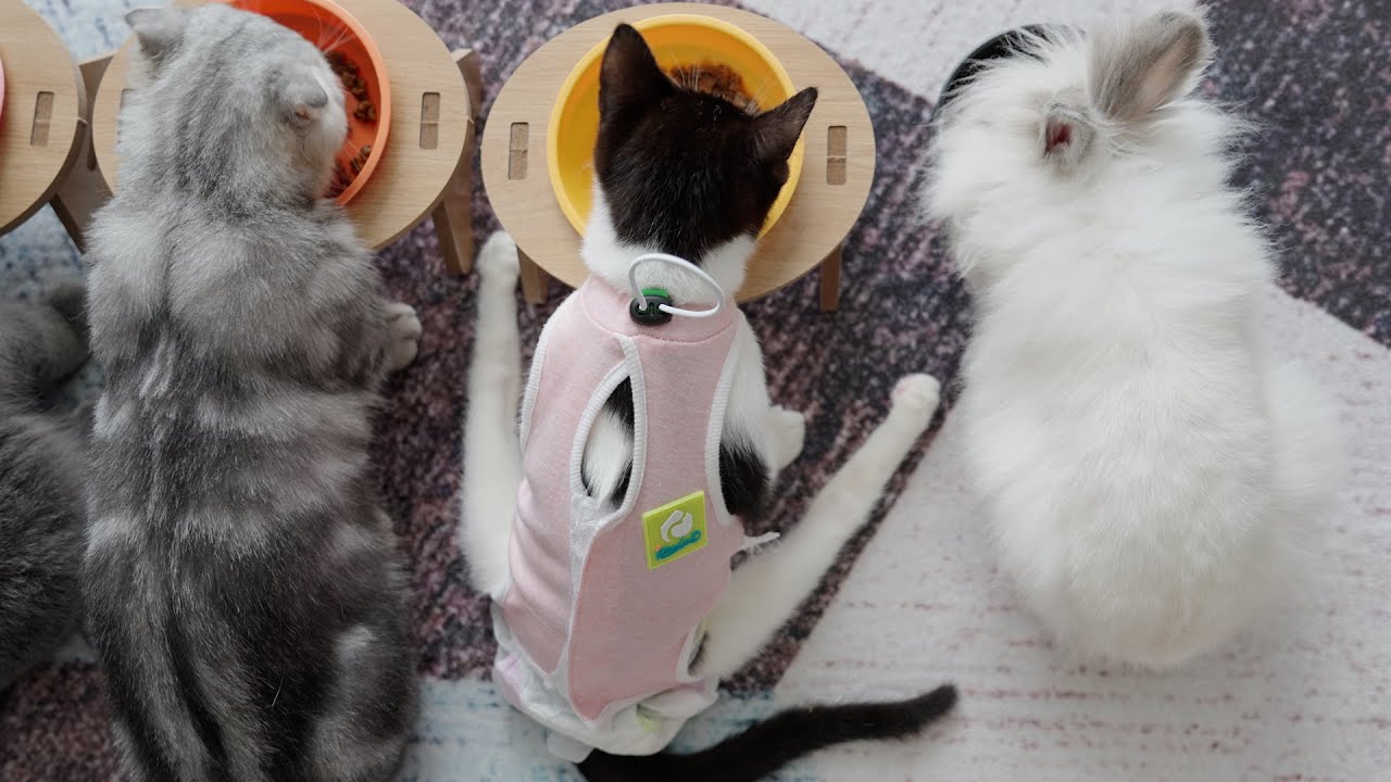 【希望の光】後ろ足が不自由な子猫のアメ、新たな治療法に挑む！