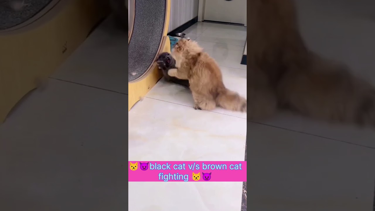 👿😾black cat v/s brown cat 👿😾|| cat fighting #shorts #short #cat #warzone #youtube