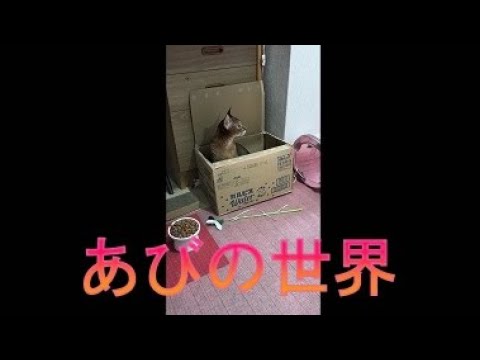 ネコ動画あび＃3946　あびの毎日　アビシニアン　あび