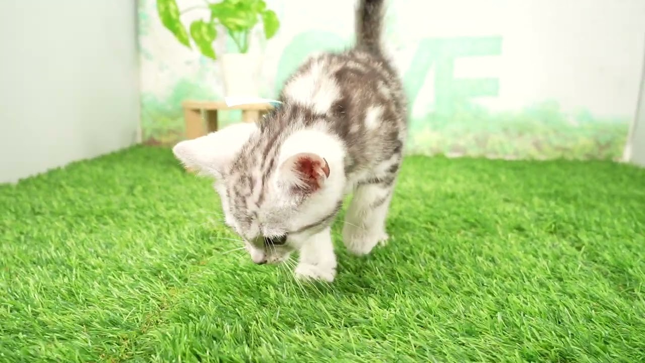 Coo&RIKU　No00683965 アメリカンショートヘアー