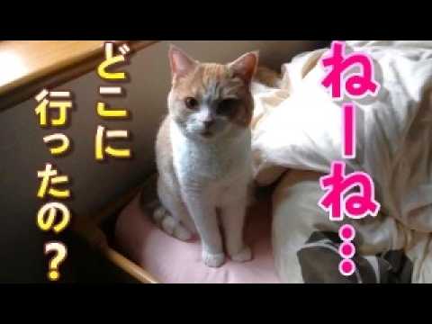 次女がいないと悟った猫のあからさまな態度【スコティッシュフォールド】【アビシニアン】