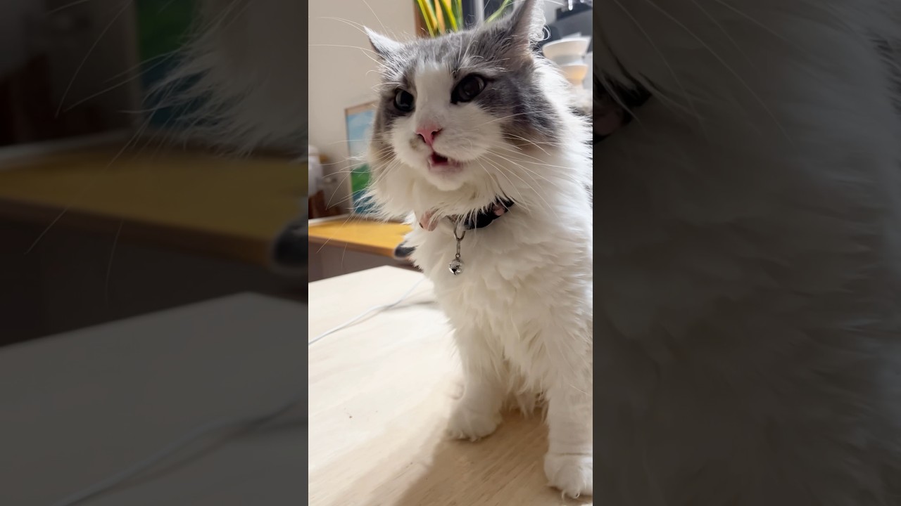 サイベリアンのちーちゃんは知っている #猫 #サイベリアン #shorts