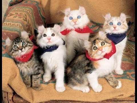 猫 ネコ画像 アメリカンカール20選！(Cute Funny Crazy Cats Compilation)