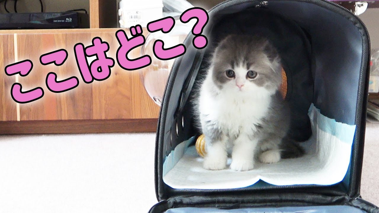かわいい子猫がやってきた【赤ちゃんスコティッシュフォールド　ラムネ】