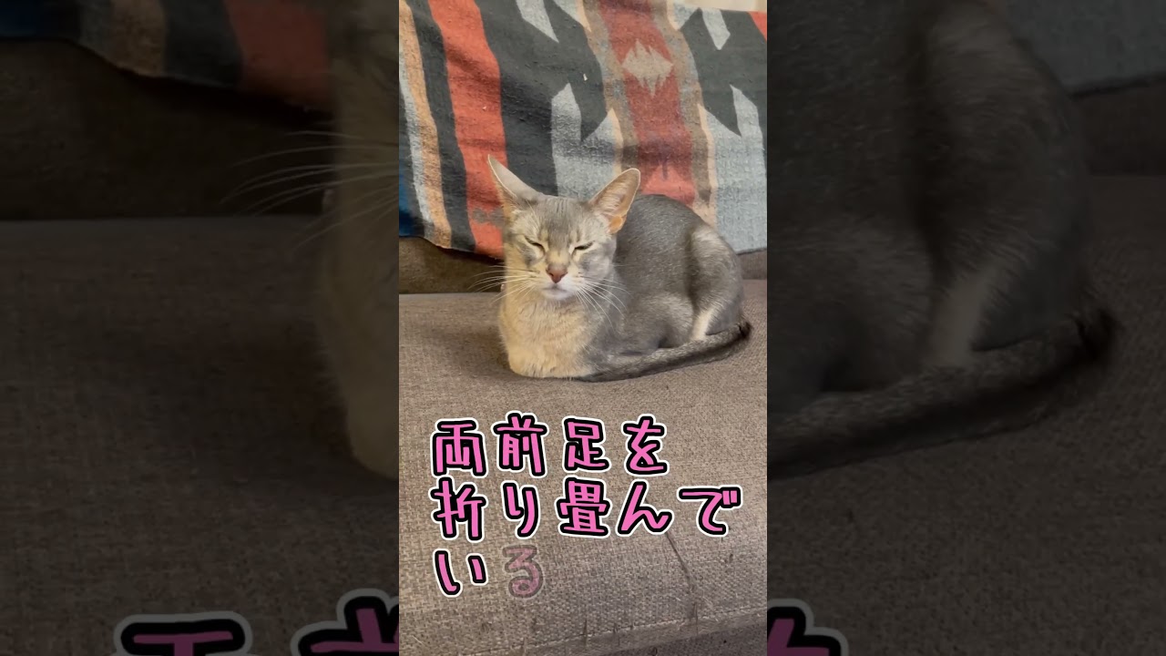 安心と信頼の香箱座り #shorts #猫 #アビシニアン