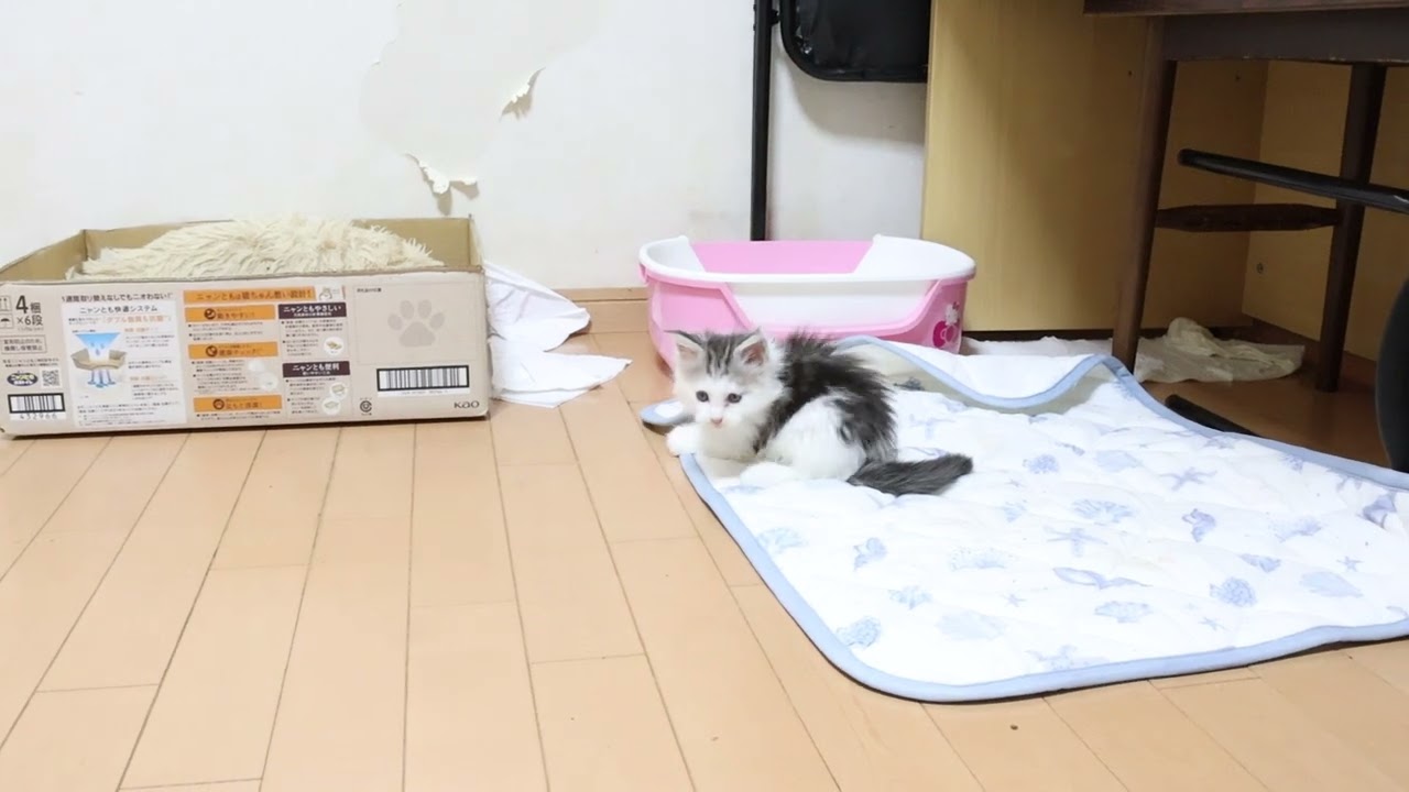 腕白メインクーン子猫のルナ君