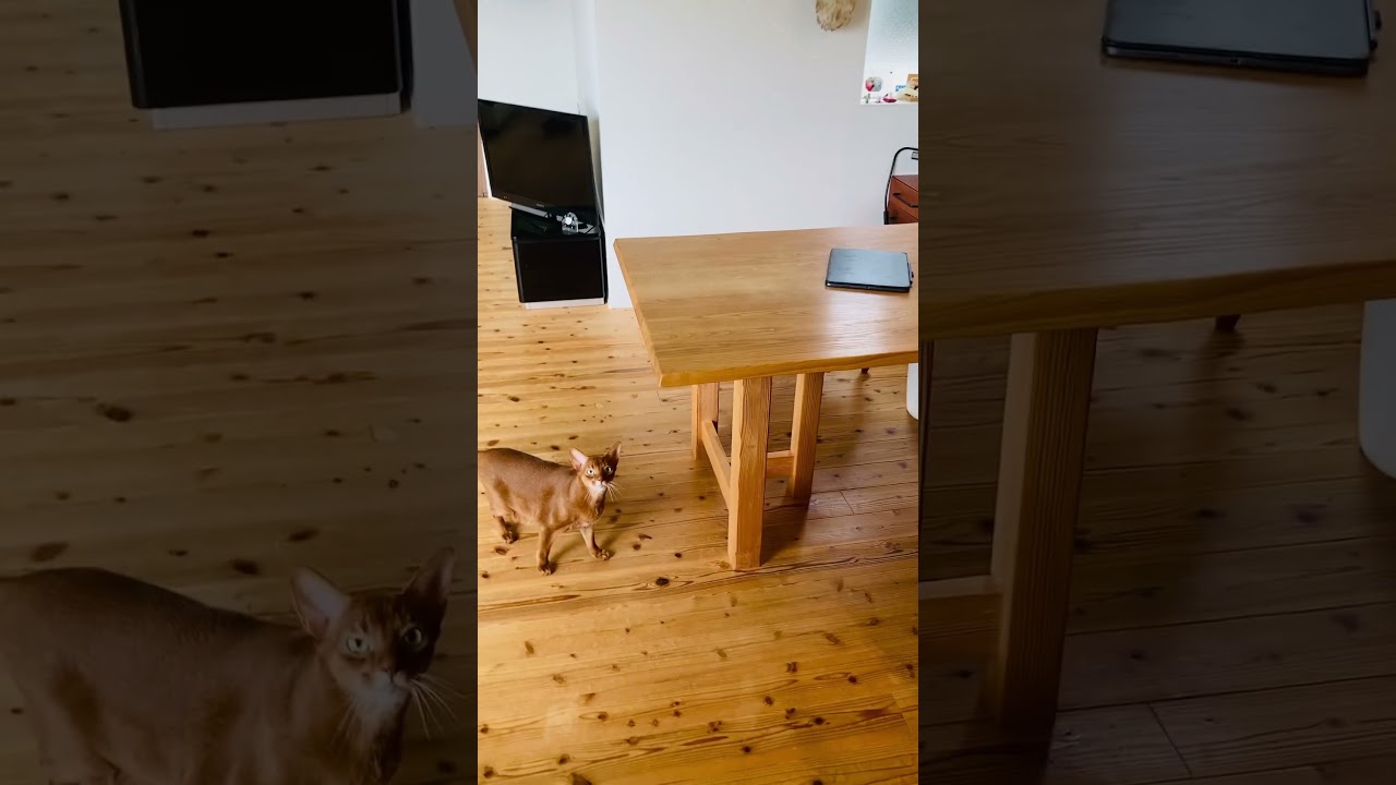 ここちゃんの よ〜いどん！#猫#こころ#アビシニアン#レッド#challenge#cat#abyssinian#red