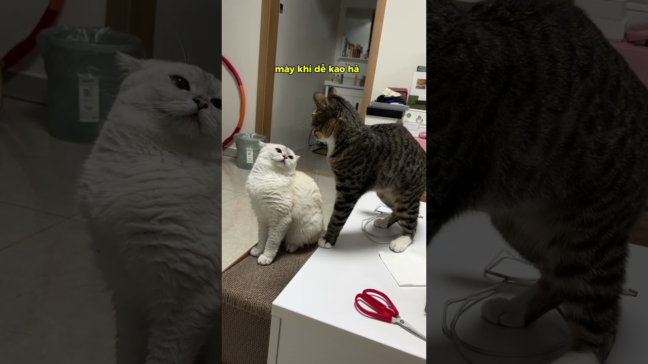 Cuộc Chiến Tranh Giành Lên Ngôi Quàng THượng Của 2 Chú Mèo | Bác Sĩ Trung