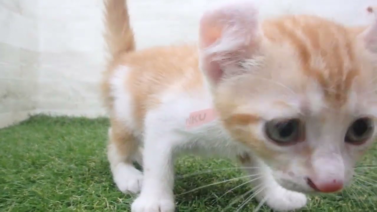 Coo&RIKU　No00683434 アメリカンカール