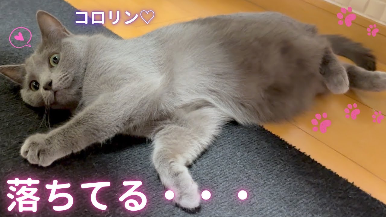 【猫ロシアンブルー】どこでもコロリンそらちゃん❤️