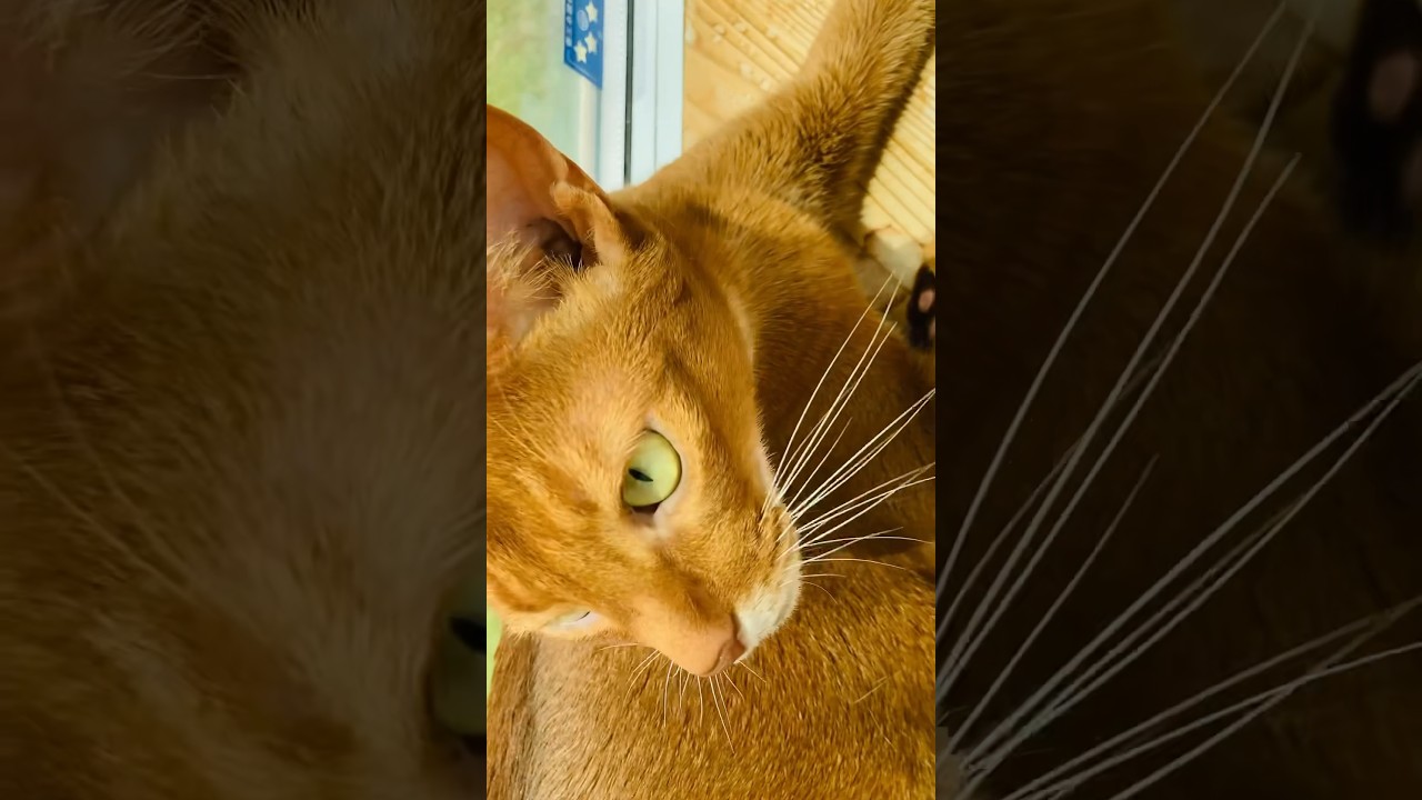 暑さへの挑戦#猫#こころ#アビシニアン#レッド#challenge#cat#abyssinian#red