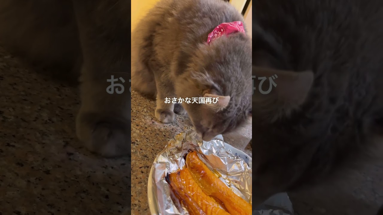 猫動画 #shorts おさかな天国再び #アメリカンカール