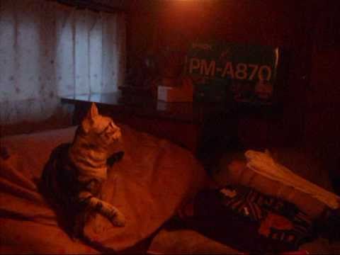 アメショー　マイケル　猫パンチの特訓☆